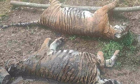 Two tigers were found dead in Gudalur