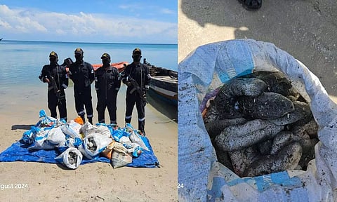 Seized Sea cucumbers by Indian Coast Guard (Photh: ICG)