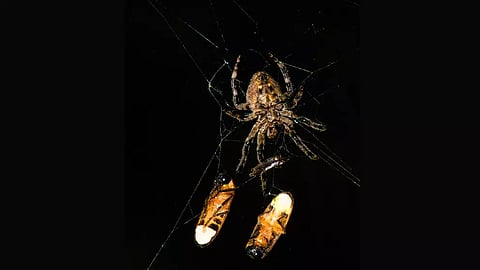 This spider uses a light show to trick eager male fireflies into its web