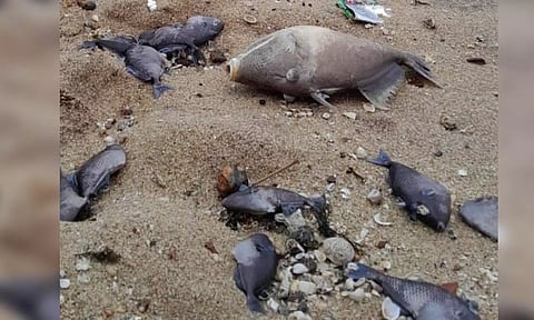 Malvan type of fish were found dead in large numbers in the sea of the Triveni Sangamam chain of confluence with the three seas at Kanyakumari