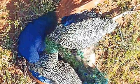 Two dogs tortured to death in Tirupur; poisoned biriyani kills peacocks, mynahs, goats