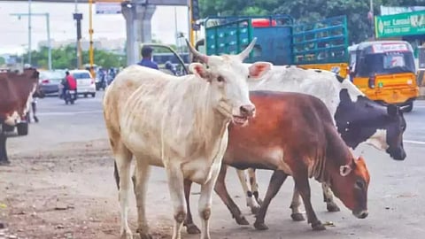 Bulls stranded in road