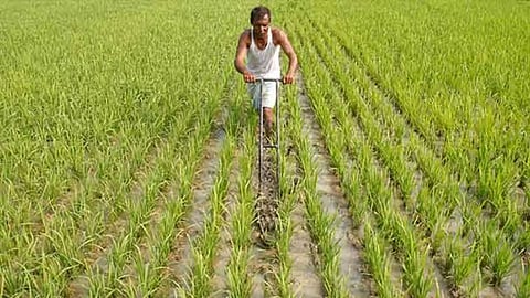 Farmer working in the field 