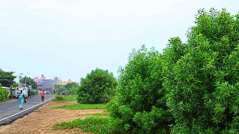 Greenery in Neelankarai beach