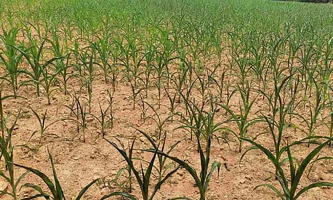 Maize crops in Talavadi hills region dry up sans rains
