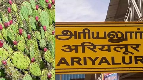 milkweed plant, Ariyalur (Malai Malar) 