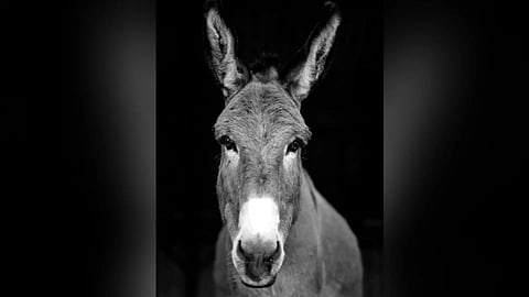 Image of Donkey