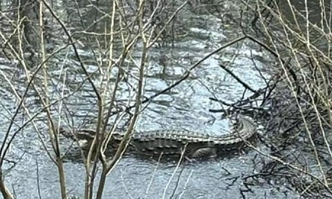 The Coimbatore forest department captured a crocodile from a pond in Mettupalayam