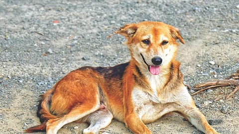 Stray dogs were poisoned and killed in Perungalathur.