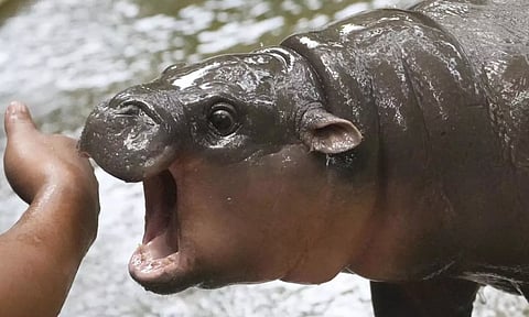 Pygmy hippo Moo Deng is so adored she may get her own patent