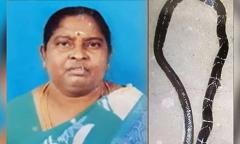 Coimbatore: Woman dies as snake brought into house by pet cat bites her