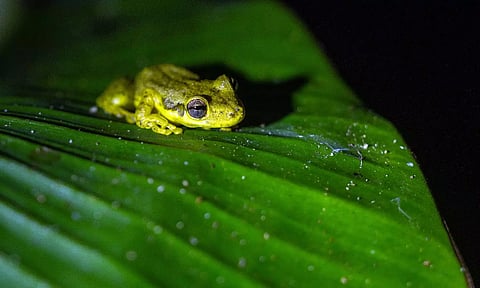 Here’s What a Shocking New Number on Wildlife Declines Really Means