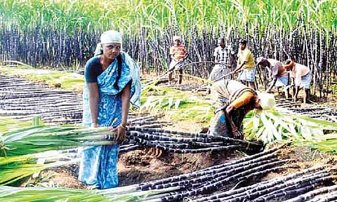 File photo of women at work in a sugarcane farm