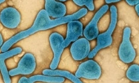 Representative Image (IANS)