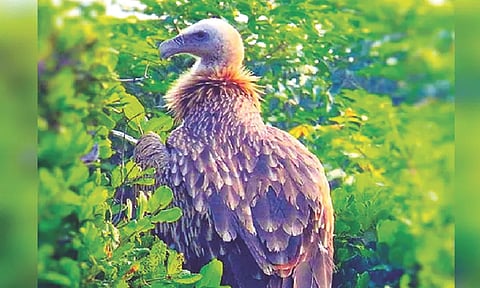 Image of Vulture