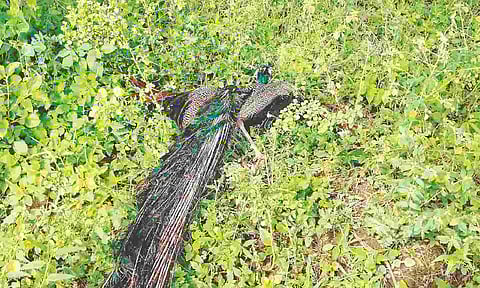 Carcasses of peacocks found on a farmland at Chettikurichi, Thoothukudi 