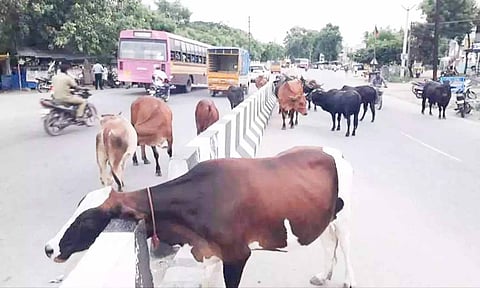 Tirunelveli Corporation enforces cattle rearing restrictions after accident
