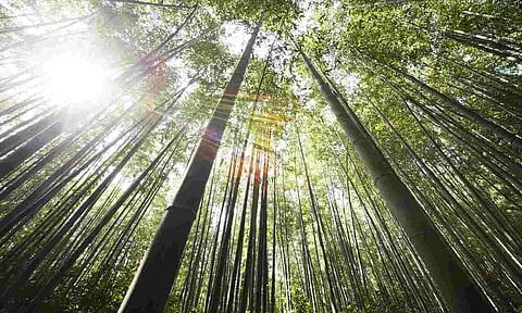 Representative Image (Photo credit: Pexels)