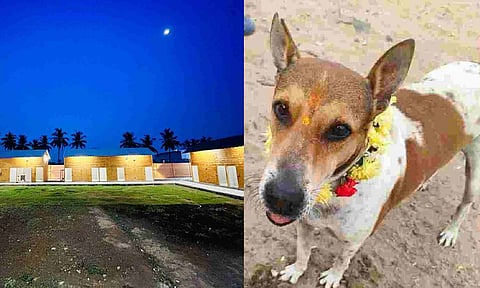 (L-R) View of soundproof pet boarding space; Dogs after the Kukur Tihar celebration