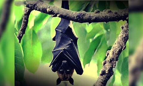 This Tamil Nadu village says no to firecrackers to protect 'Bat Grove'