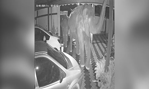 A wild elephant and its calf enter a house premises at IOB Colony in Coimbatore