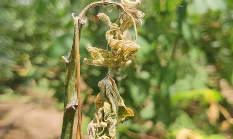Infected tapioca crop in Perambalur