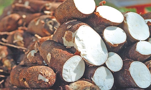 Tapioca varieties cultivated in Tamil Nadu 