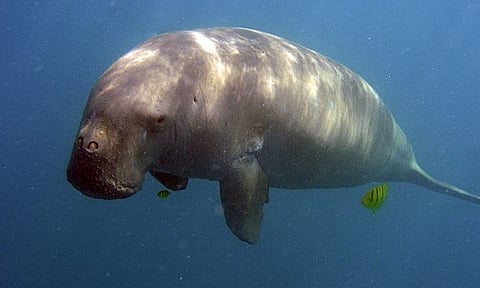 Image of dugong species 