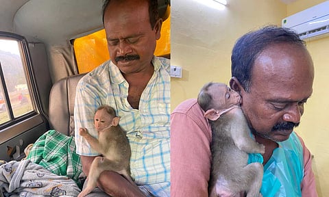 Dr Vallaiappan caring for paralysed baby monkey Muthalali (File Photos)