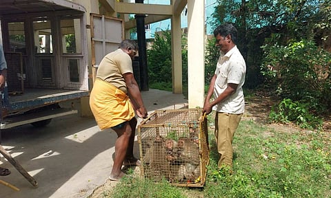 Caught Monkeys at Tiruvallur (Daily Thanthi)