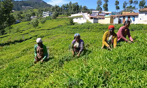 Lush green tea garden in the Nilgiris 