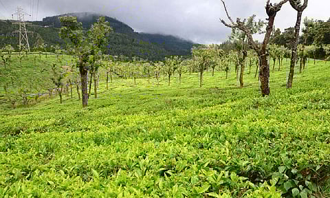 Tea Garden 