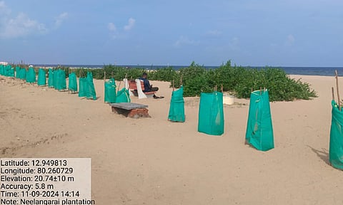 Palm saplings on the beach 