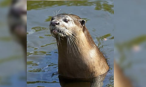 smooth-coated otter (IANS)