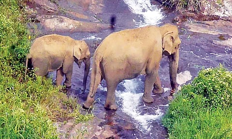 An elephant and its calf wandering on the river bank near Sirukundra Estate 