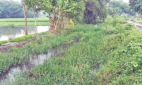 Thick vegetation covers Ottai Vaical in Kumbakonam