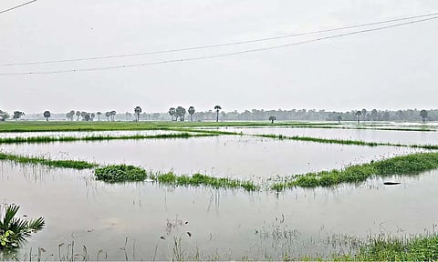 Ready-to-harvest crops submerged in water in Ramanathapuram (Maalaimalar)