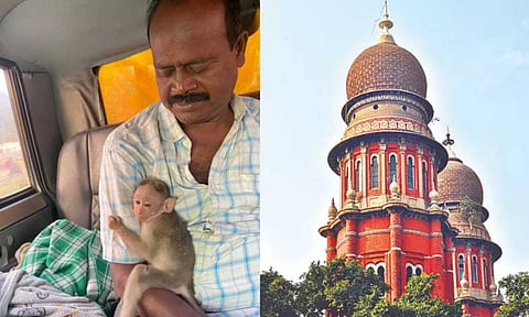 (L-R) Dr Vallaiappan caring for paralysed baby monkey Muthalali, Madras High Court 