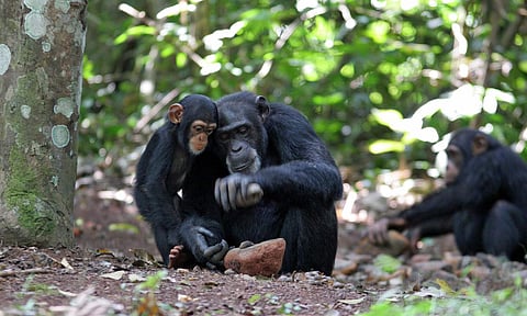 Chimpanzees