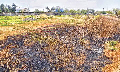 Loss of mangroves can threaten coasts with flooding, storm surges, etc.
