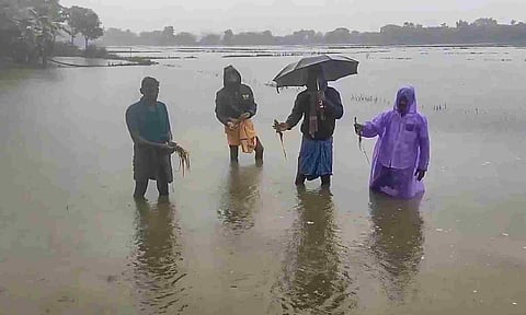 Villagers display the damaged crops after rainwater inundated their field, in Thanjavur, Tamil Nadu, Wednesday, Nov. 27, 2024. (PTI Photo)