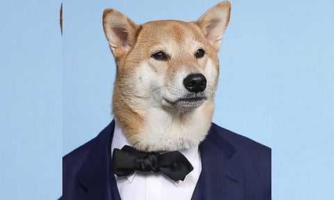 Bodhi, the ‘Menswear Dog,’ Dies at 15