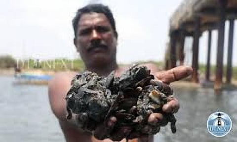 Fisherman of Kattukuppam area was seen clearing off "kakka aazhi" (an invasive species of mussels) from the Kosasthalaiyar River (Hemanathan M)