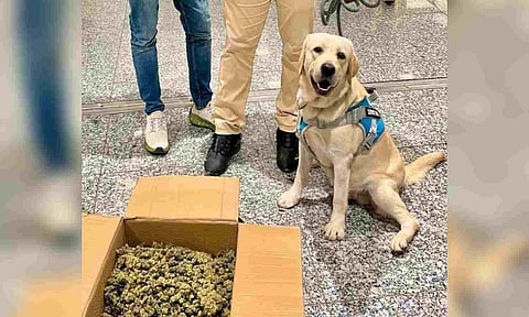 Sniffer dog detects ganja worth over Rs 7 cr at Chennai airport