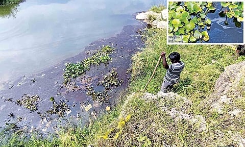 Cauvery oil spill hits bird life amid final phase of clean-up