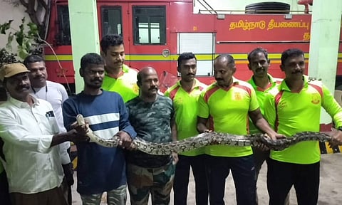 8-foot-long python captured by fire department officials and handed over to the Vandalur Zoo authorities