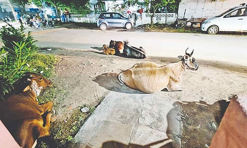 Cattle loitering at Chitlapakkam Raghavendra Salai
