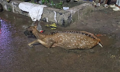 Spotted deer drinking water by Selaiyur roadside hit by speeding vehicle