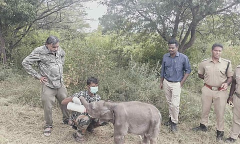 The elephant calf being fed by Forest Department caretakers 