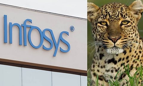 Infosys office; Leopard (ANI)